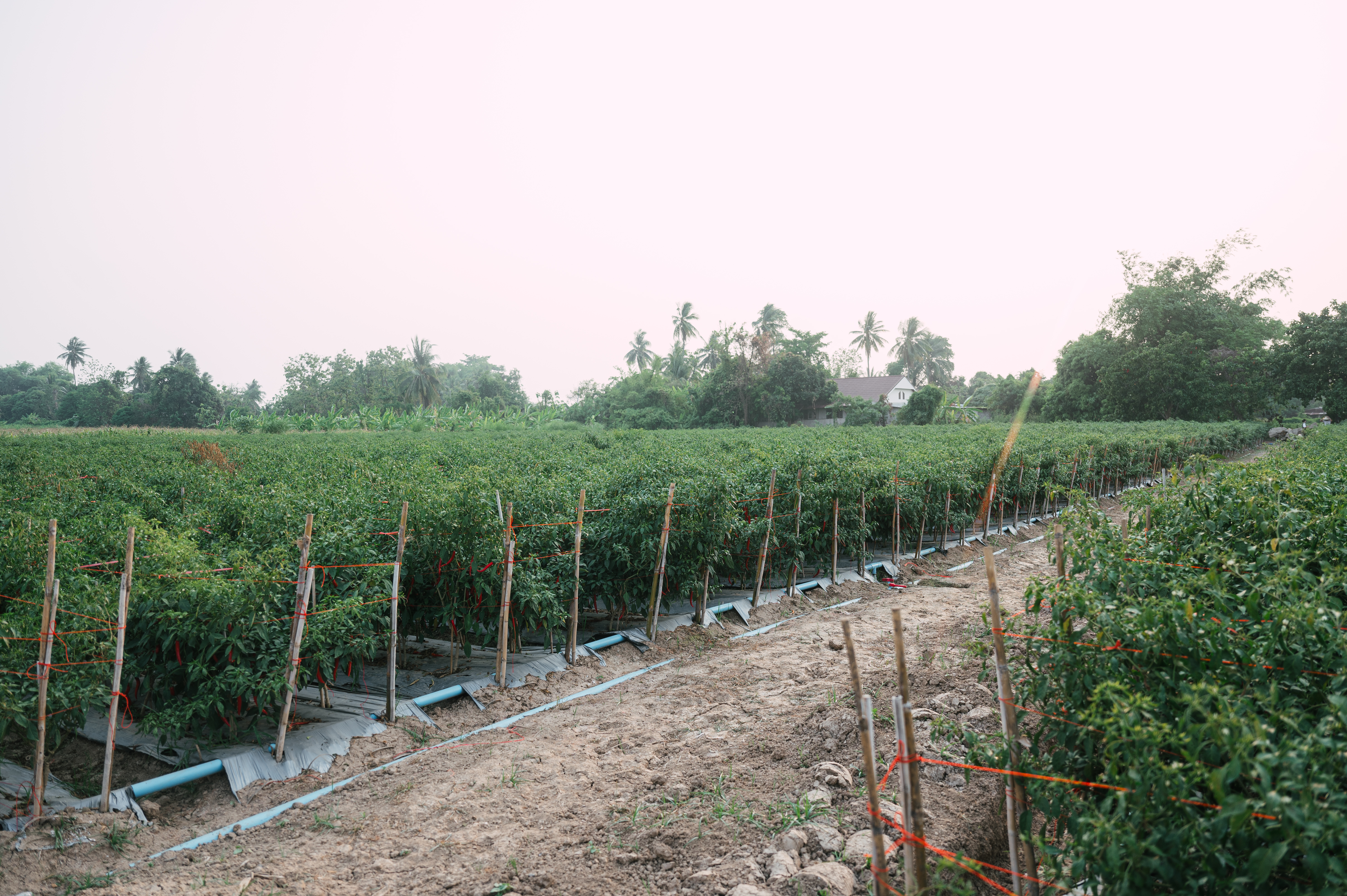 Exotic Food chili pepper farm field