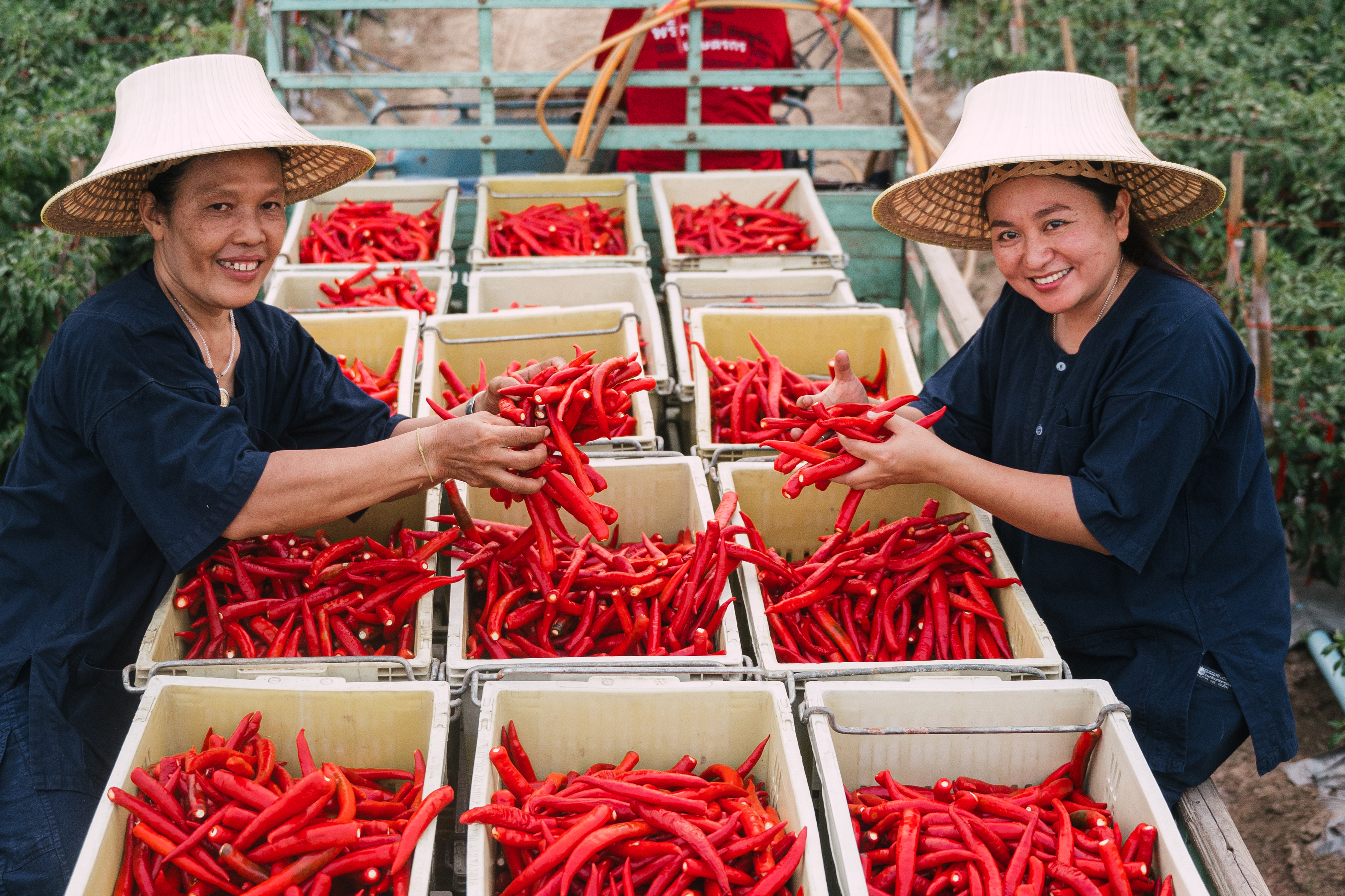 Farmers harvesting chilies